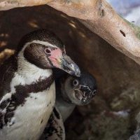 Пингвинов из британского зоопарка развлекают мыльными пузырями