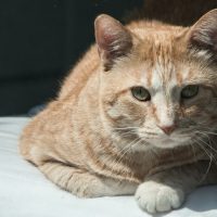 Рыжий кот Гарфилд прошел 64 километра, чтобы найти бывших хозяев