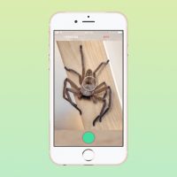 В Австралии изобрели Shazam для пауков