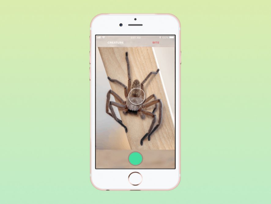 В Австралии изобрели Shazam для пауков