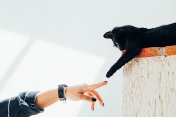В США появился необычный сервис знакомств для любителей кошек