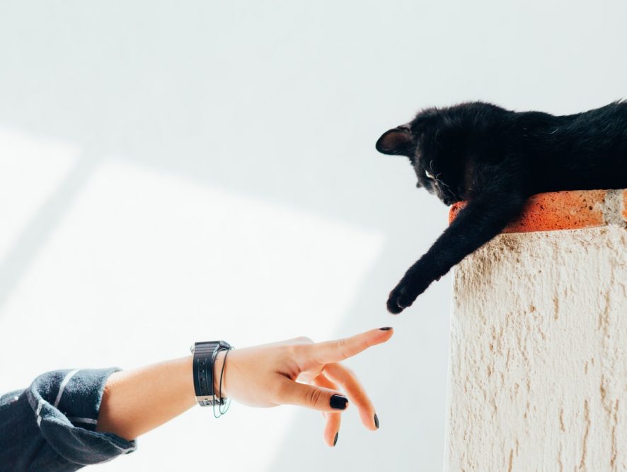 В США появился необычный сервис знакомств для любителей кошек