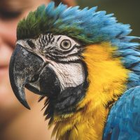 Британский парк изолировал попугаев, которые грязно ругались на посетителей