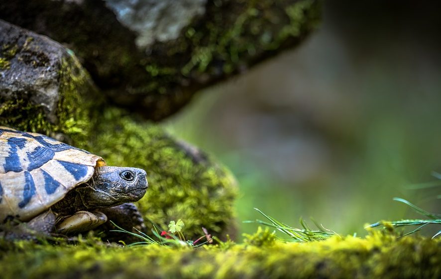 Несносный Тук:  черепаха погоняла по саду собачку, которую "нянчила"  хозяйка