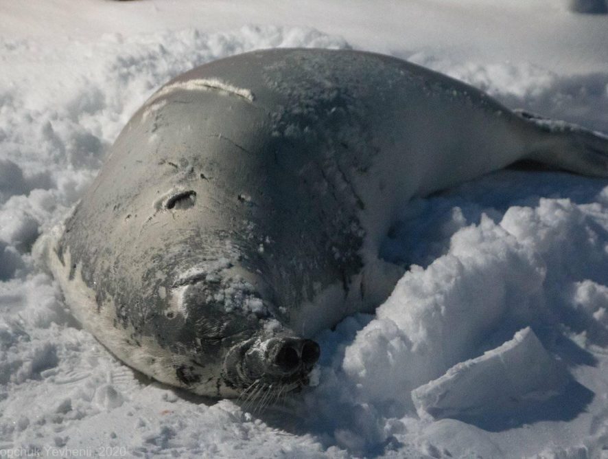 В Антарктиде к украинским полярникам заглянул необычный гость
