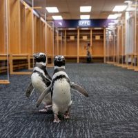 Пингвинов выпустили погулять на футбольный стадион