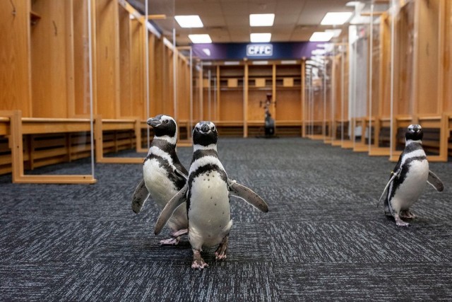 Пингвинов выпустили погулять на футбольный стадион