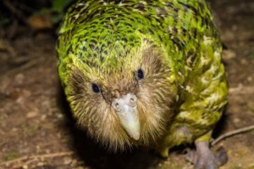 Толстый совиный попугай какапо стал птицей года в Новой Зеландии