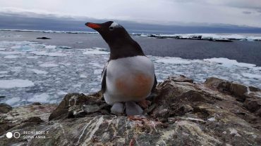 В Антарктиде на украинской станции родились первые пингвинята