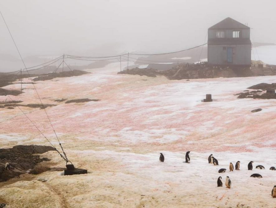 Біля антарктичної станції "Академік Вернадський" "цвіте" сніг малиновим і зеленим кольором