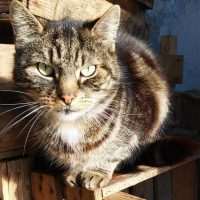 Англійка знайшла свого зниклого кота 14 років потому