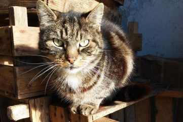 Англійка знайшла свого зниклого кота 14 років потому