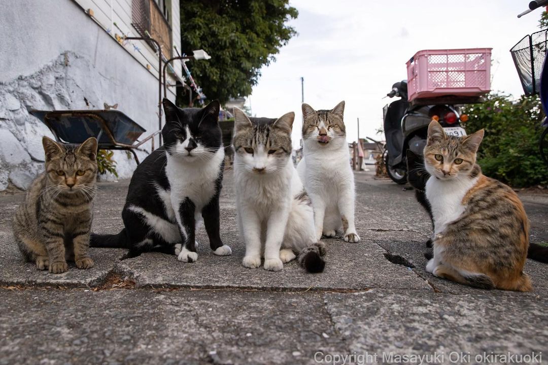 Захмарний рівень добрих кадрів: японський фотограф знімає вуличне життя бездомних котів