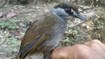 На Борнео знайшли птаха, якого 170 років вважали вимерлим