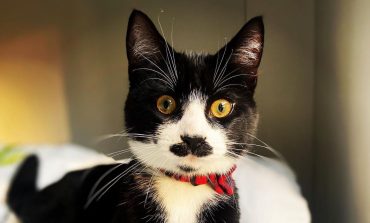У Мережі набирає популярності кіт — копія Джека Горобця
