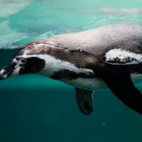 В Антарктиді пінгвін врятувався від косаток, встрибнувши в човен з туристами