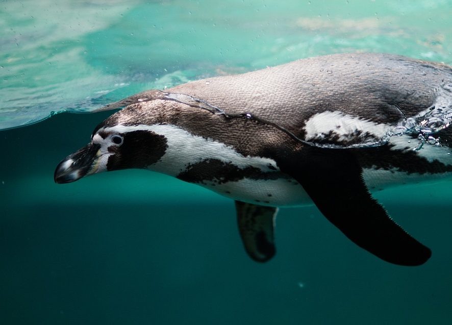 В Антарктиді пінгвін врятувався від косаток, встрибнувши в човен з туристами
