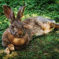 У Британії викрали найбільшого у світі кроля