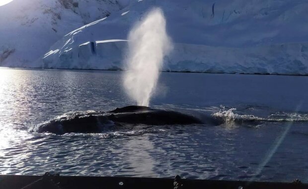 До українських полярників приплив знайомитися величезний кит