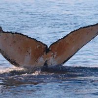 До полярників антарктичної станції “Академік Вернадський” завітали кити