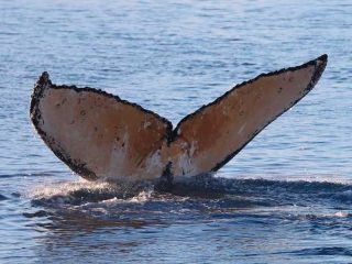 До полярників антарктичної станції "Академік Вернадський" завітали кити