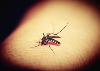 Дощі та спека: через зміни клімату в Україні може поширитися малярія