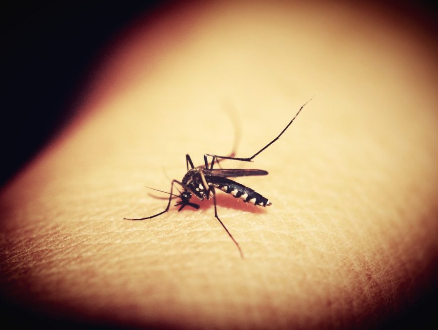 Дощі та спека: через зміни клімату в Україні може поширитися малярія