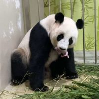 У Сінгапурі народилась панда шляхом штучного запліднення