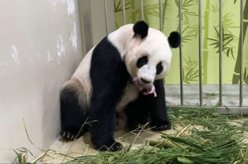 У Сінгапурі народилась панда шляхом штучного запліднення