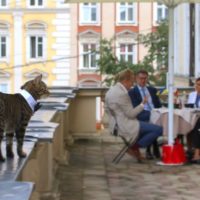 У Львові успішно завершилися пошуки “котячого мера”