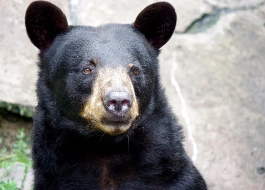 Як діти: в США чорні ведмеді прийшли покататися на гірках