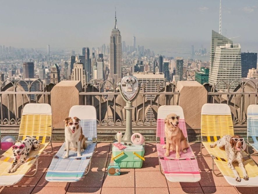 Собаки Нью-Йорка: фотограф створив проєкт із гламурними песиками