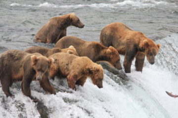На Алясці вибрали найтовстішого ведмедя