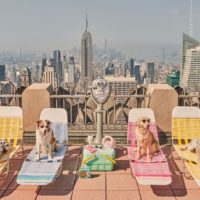 Собаки Нью-Йорка: фотограф створив проєкт із гламурними песиками