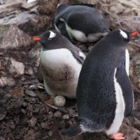 Пінгвіни відклали перші яйця біля станції Вернадського