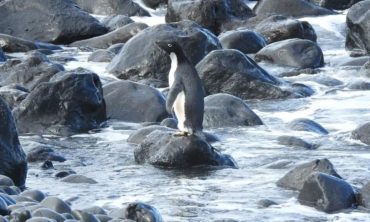 Пінгвін доплив до Нової Зеландії