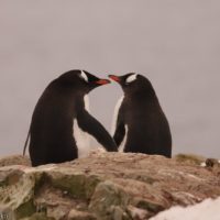 В Антарктиді біля станції “Академік Вернадський” народилися перші пінгвіни