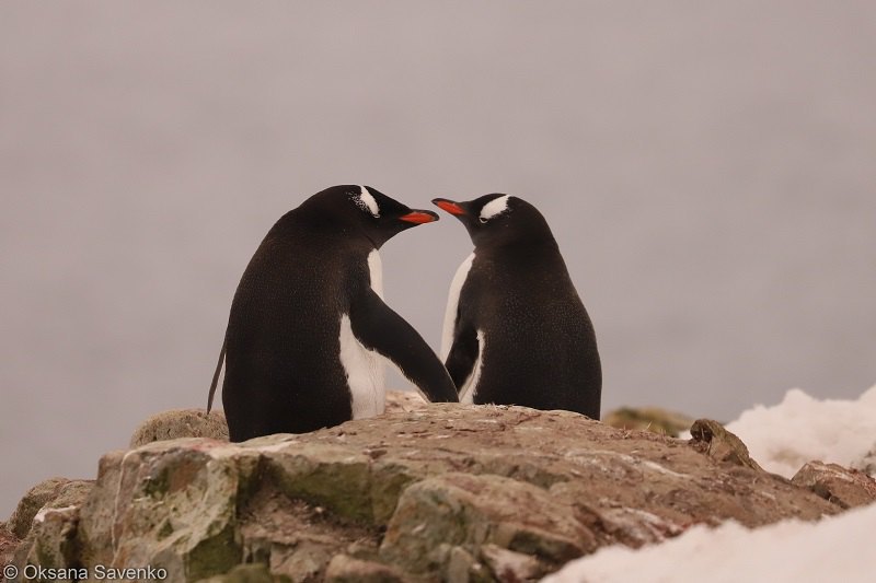 Полярники показали, як пінгвінів засипало снігом
