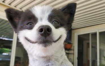 Усміхнений пес став зіркою Мережі: ці фото піднімуть вам настрій