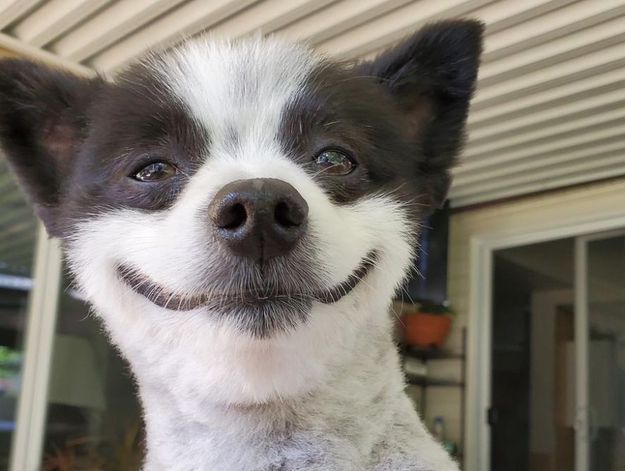 Усміхнений пес став зіркою Мережі: ці фото піднімуть вам настрій