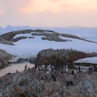 На станції “Академік Вернадський” провели перепис пінгвінів