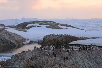 На станції "Академік Вернадський" провели перепис пінгвінів