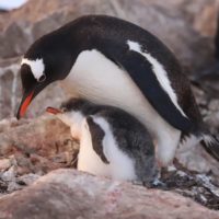 Українські полярники показали, як маленький пінгвін захистив свою домівку