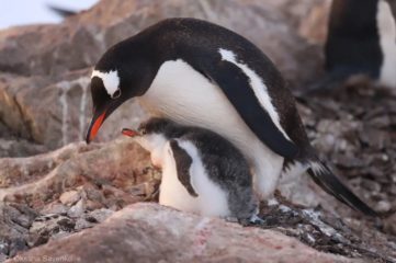 Українські полярники показали, як маленький пінгвін захистив свою домівку