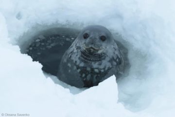 Полярники в Антарктиді записали розмови тюленів