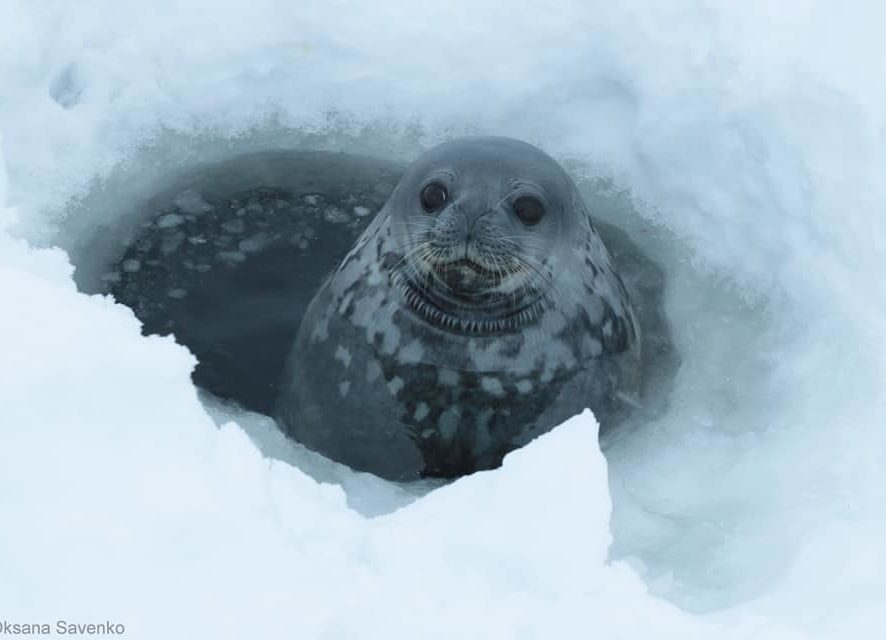 Полярники в Антарктиді записали розмови тюленів