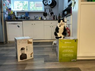 Коти окупували коробку: пара з Канади вже місяць не може скористатися новим блендером