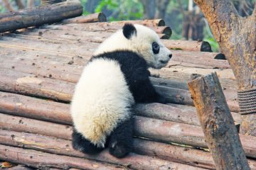 Китайські вчені пояснили, чому товстіють панди