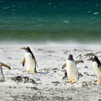 Полярники з “Академіка Вернадського” показали, як пінгвіни ходять до океану