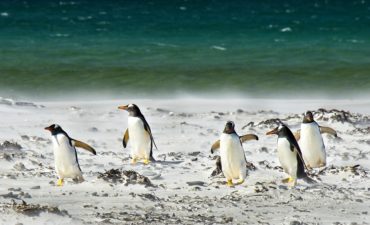 Полярники з "Академіка Вернадського" показали, як пінгвіни ходять до океану